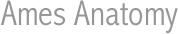 Ames Anatomy